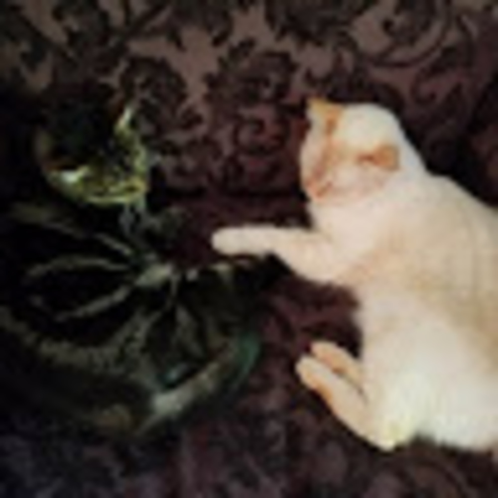 Meet your Posher, Chaya